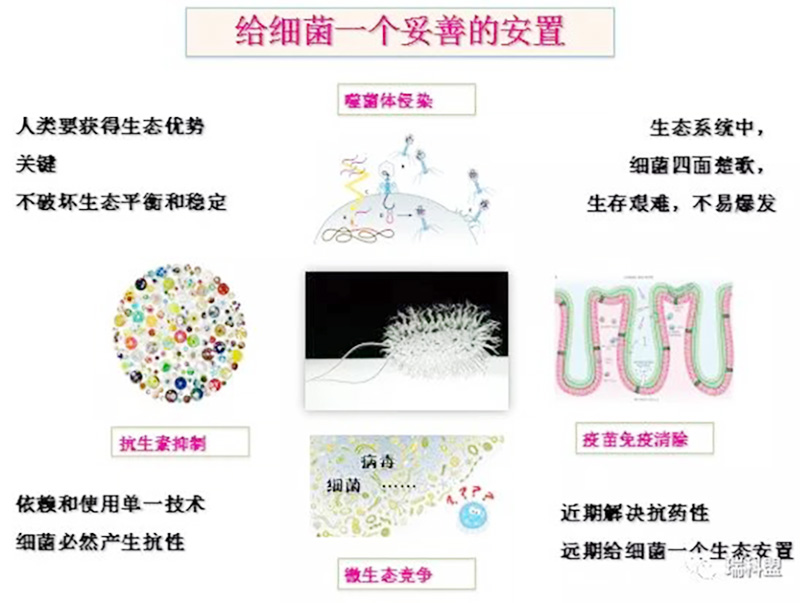 蛋雞養(yǎng)殖減抗的微生態(tài)途徑