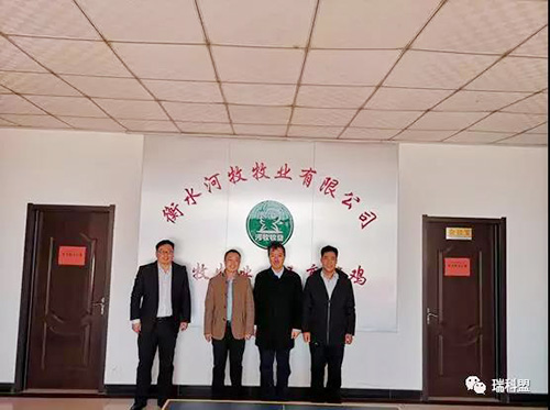  劉玉慶博士與河牧牧業(yè)領(lǐng)導(dǎo)探討五高一低蛋雞養(yǎng)殖模式