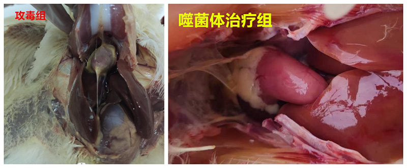 研發(fā)創(chuàng)新，我們一直在路上||一株高裂解率噬菌體沙門氏菌噬菌體的分離及其應(yīng)用
