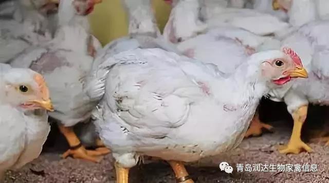 肉雞是激素催生的？還有多翅膀多條腿的變異雞？真相在這里