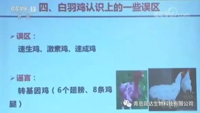 肉雞是激素催生的？還有多翅膀多條腿的變異雞？真相在這里