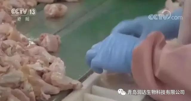 肉雞是激素催生的？還有多翅膀多條腿的變異雞？真相在這里