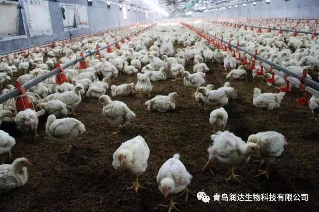 肉雞是激素催生的？還有多翅膀多條腿的變異雞？真相在這里