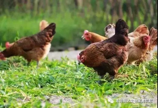 夏季用青綠飼料喂雞要注意什么