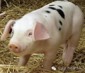 豬常見疾病對應(yīng)病料采集部位及其保存方法都在這里！