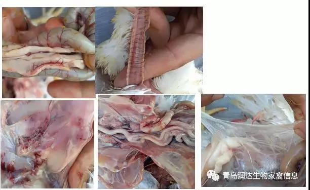 解剖癥狀