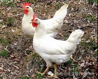 白羽肉雞快速生長是否有害？專家這樣說