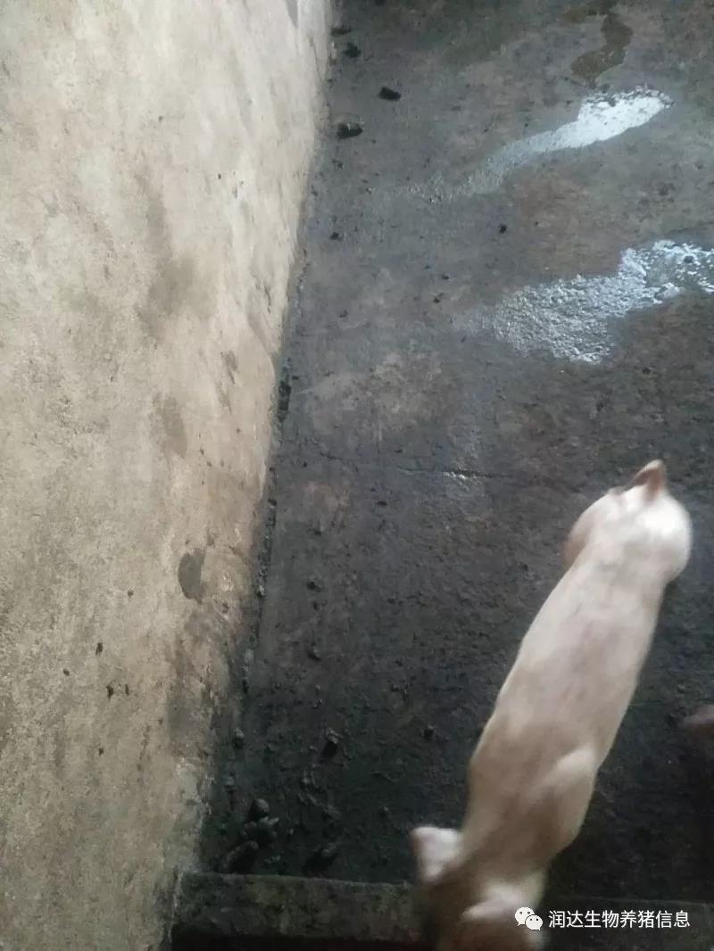 保育豬