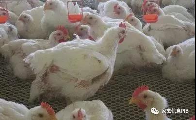  肉雞價格走高，年底或?qū)⒊霈F(xiàn)下降