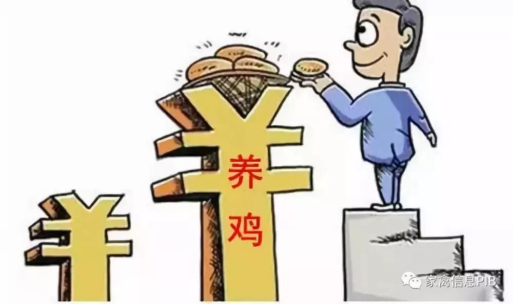 養(yǎng)雞