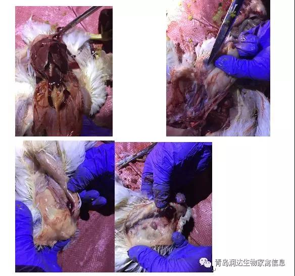 常噬治療大腸桿菌病有意想不到的效果
