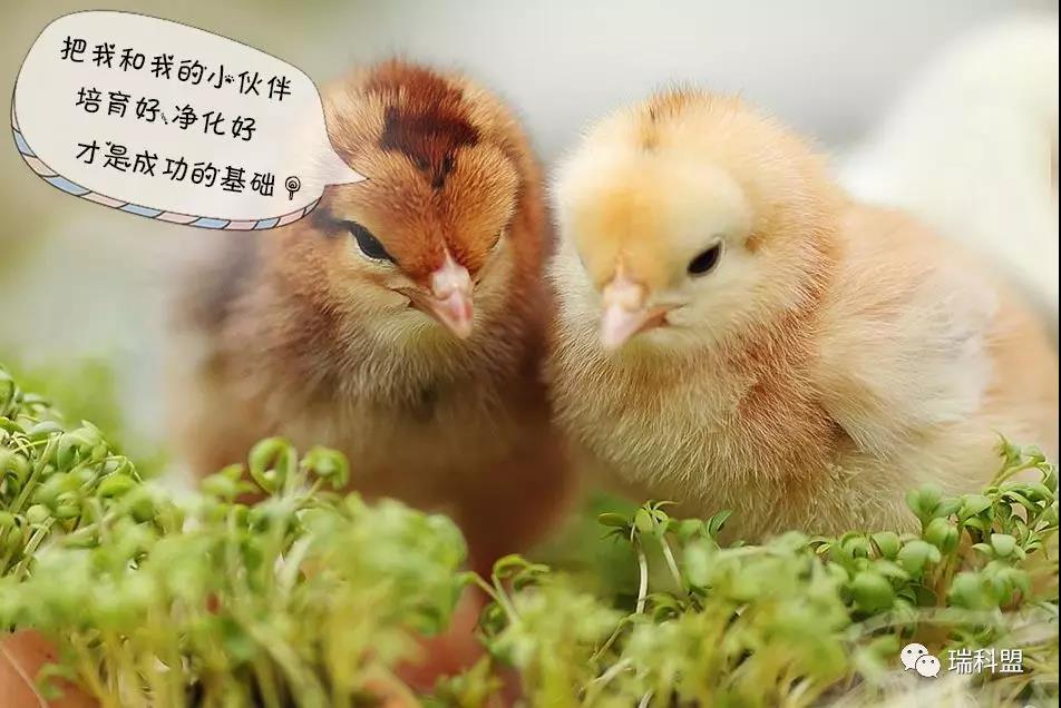 雞苗如此高價(jià)格下，如何做好雞雛的凈化防控與管理？
