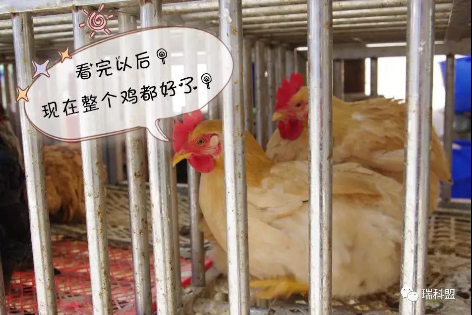雞苗如此高價(jià)格下，如何做好雞雛的凈化防控與管理？