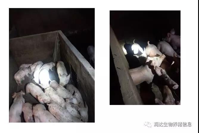  小豬“掉隊(duì)”不用愁，肥樂幫您解煩憂