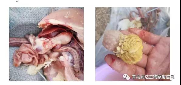  肌腺胃炎是否還在困擾你的雞場