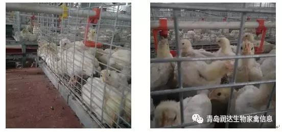  肌腺胃炎是否還在困擾你的雞場