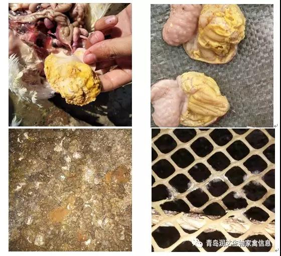  肌腺胃炎是否還在困擾你的雞場