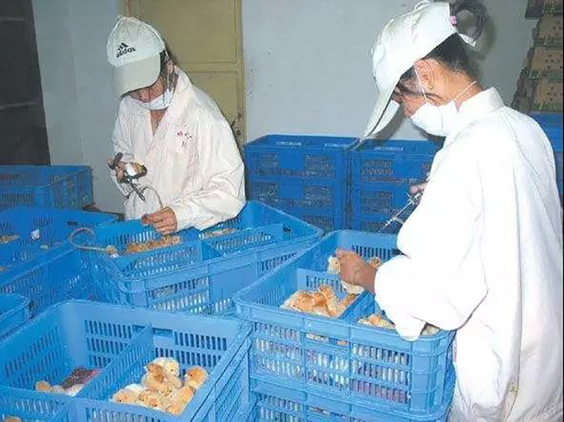 雞蛋、雞肉價(jià)格較春節(jié)前下跌