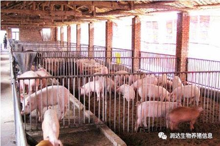 母豬繁殖力低下?