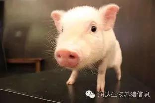 專題：《生豬春季常發(fā)疾病的防控工作》