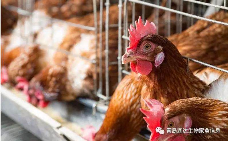 蛋雞、種雞疾病流行情況及防控措施