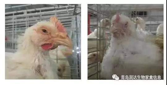 肉雞傳染性喉氣管炎流行情況與防控