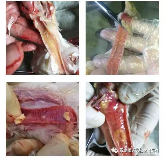  肉雞傳染性喉氣管炎流行情況與防控