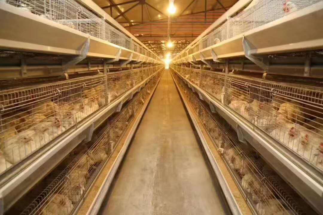 2020年7月1日飼料全面禁抗，得了大腸桿菌怎么辦？