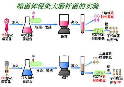 噬菌體侵染大腸桿菌實(shí)驗(yàn)過(guò)程