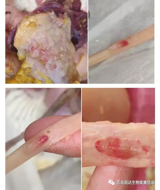 肉雞養(yǎng)殖后期，出現(xiàn)新城疫病怎么辦？