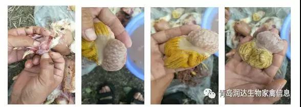 雞群腺肌胃炎治療案例