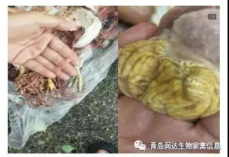 雞群腺肌胃炎治療案例