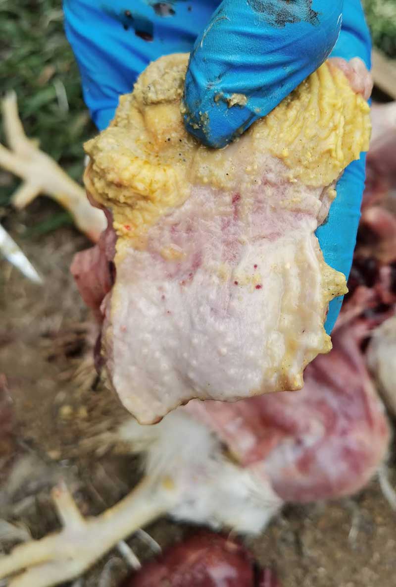 夏季雞群受涼感冒，死淘持續(xù)不減，如何解決？