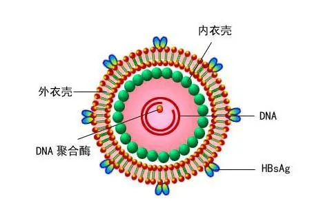 病毒的結(jié)構(gòu)