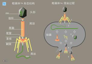 噬菌體為何能瓦解細(xì)菌？
