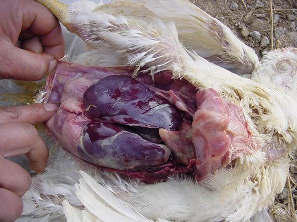 當(dāng)前頑固性大腸桿菌的防控思路