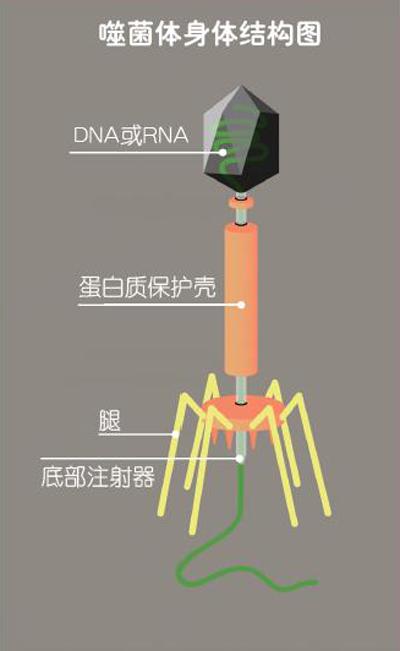 隨處可見的噬菌體