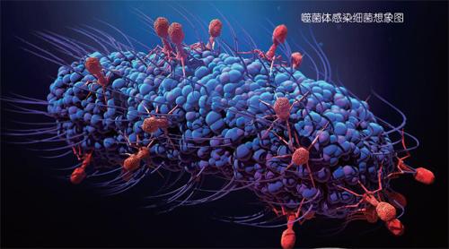 噬菌體