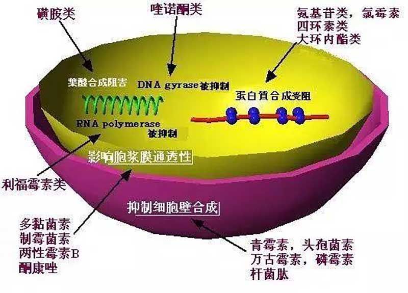 淺談細菌耐藥性