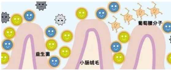  潤達(dá)知識(shí)科普：正常菌PK外襲菌
