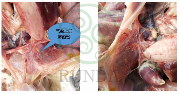 氣囊上的霉菌斑