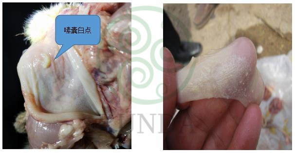 嗉囊白點(diǎn)