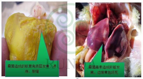 霉菌毒素影響