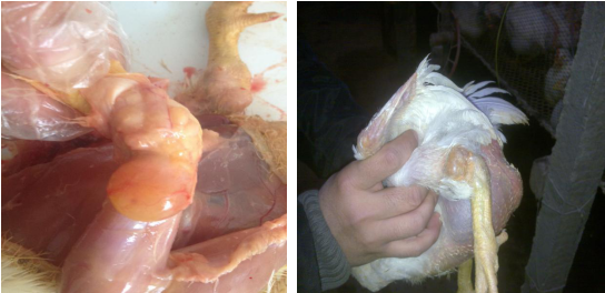 病毒性關節(jié)炎和腱鞘炎