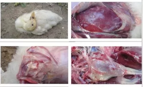 鴨漿膜炎大腸桿菌混感