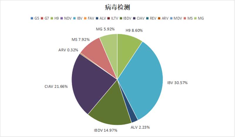 白羽肉雞主要病毒性病原檢出情況