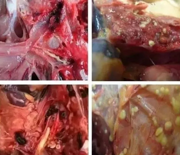  霉菌毒素對(duì)畜禽的危害有哪些