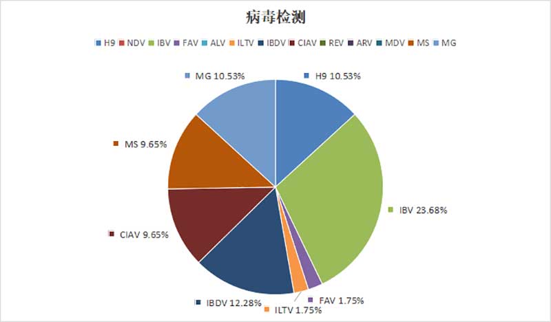 白羽肉雞主要病毒性病原檢出情況