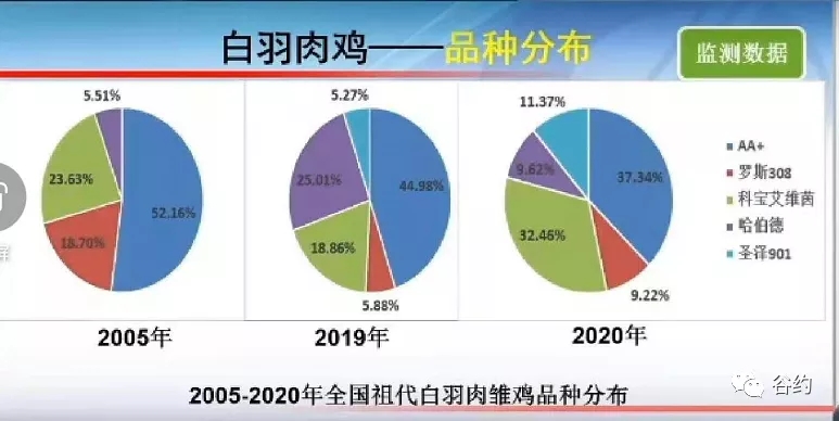 祖代白羽肉雛雞品種分布