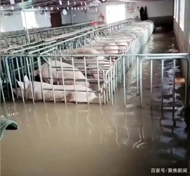 暴雨過后養(yǎng)殖場消毒工作